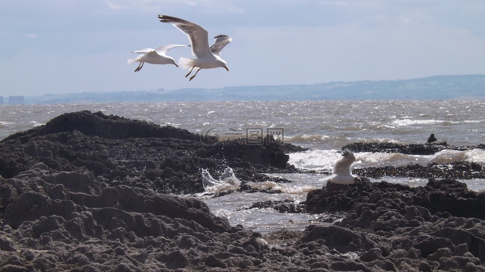 海鸥,海洋,岩