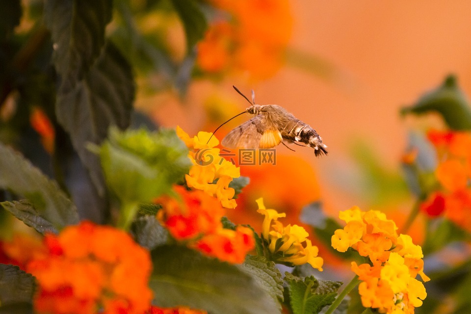 蜂鸟蛾,橙,花蜜