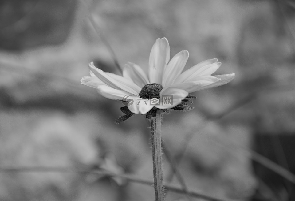 花,黑白照片,花束