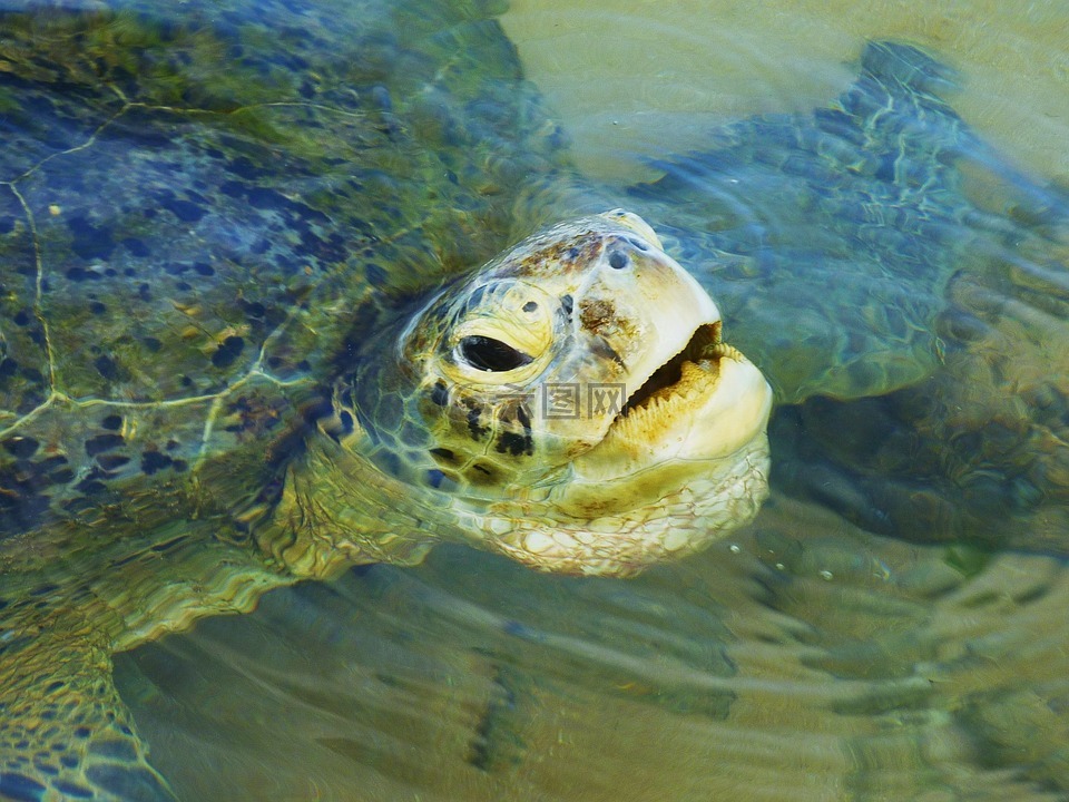 海龟,野生动物,水