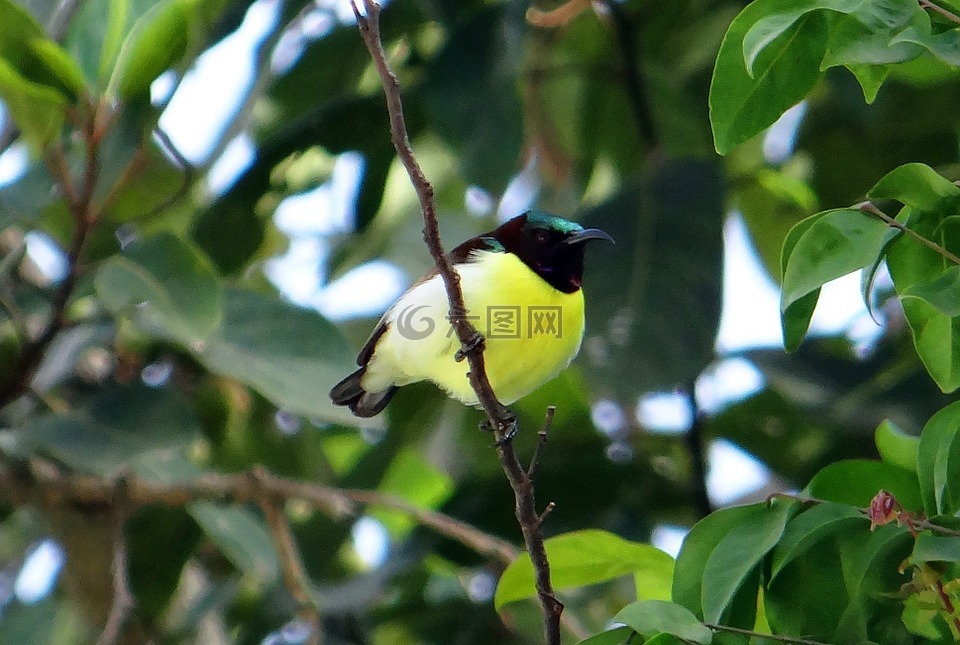 紫腰太阳鸟,leptocoma zeylonica,太阳鸟