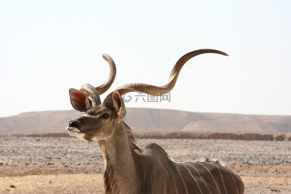 捻角羚羚羊,非洲,野生动物