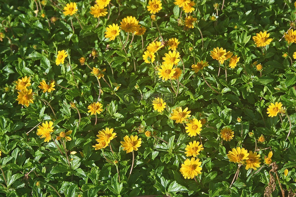 蟛蜞,鲜花,草甸