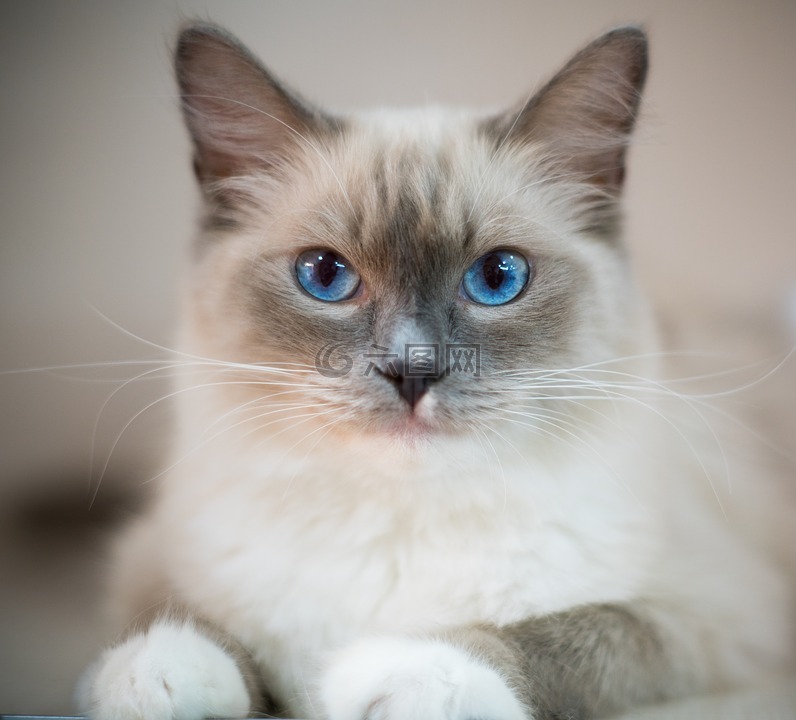 蓝眼睛的猫咪,动物,布偶猫