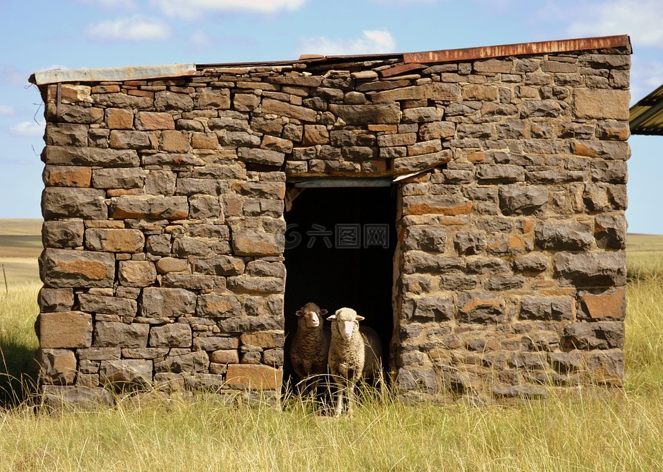 建设,羊,农村