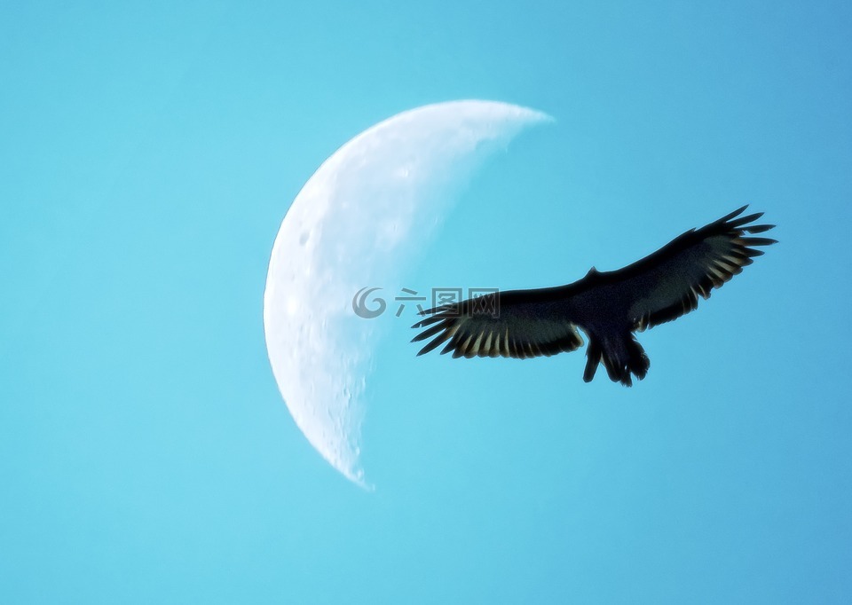 季度的月亮,鸟的剪影,飞行