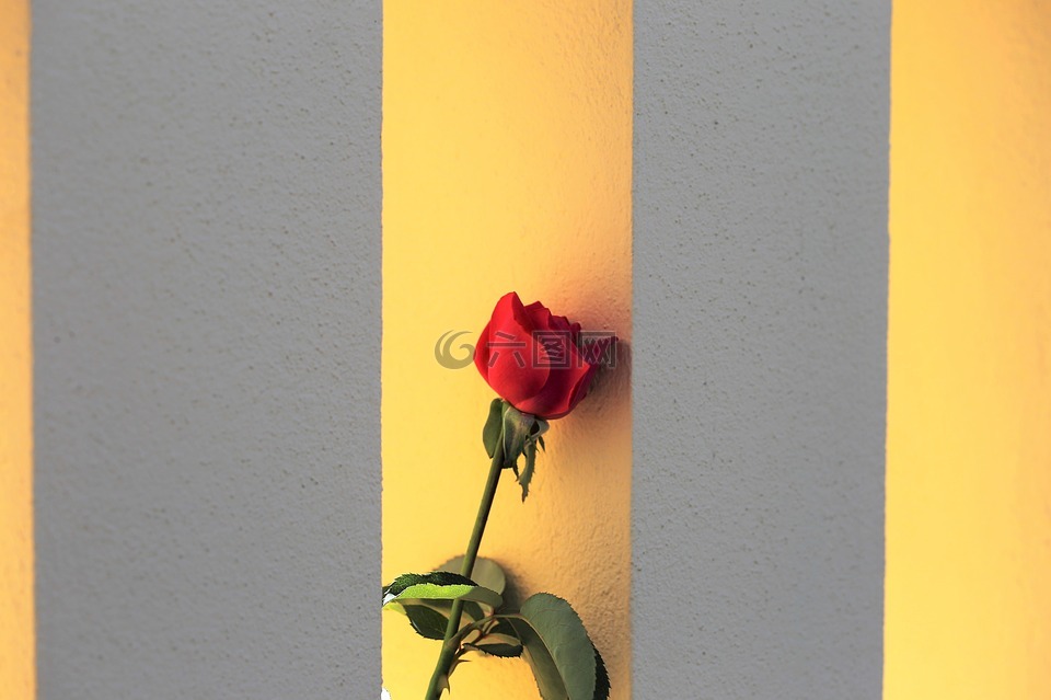 红色玫瑰在栅栏的窗口,浪漫,传统的