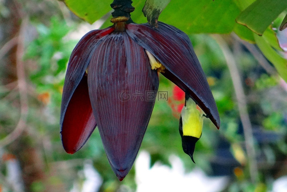 香蕉花,太阳鸟,紫腰太阳鸟