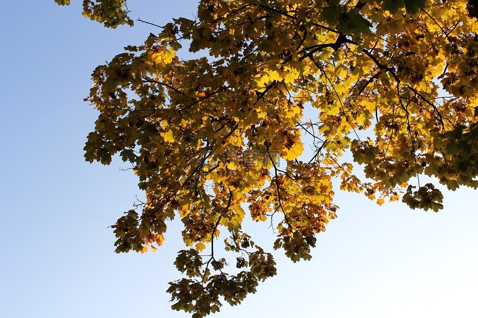 黄色树叶,秋,叶子