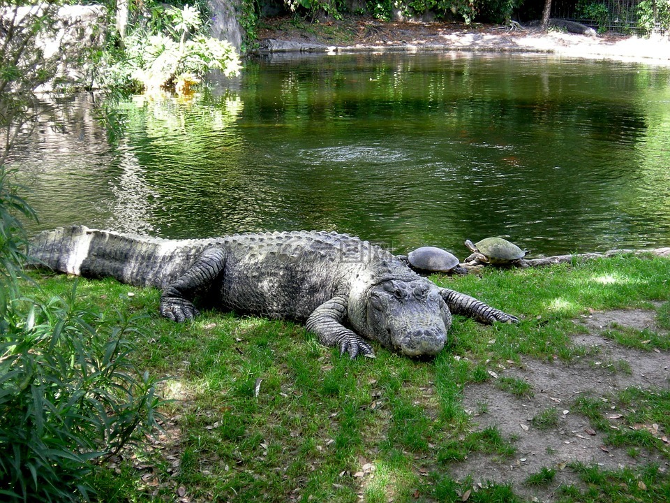 鳄鱼沉重,布希花园,动物园