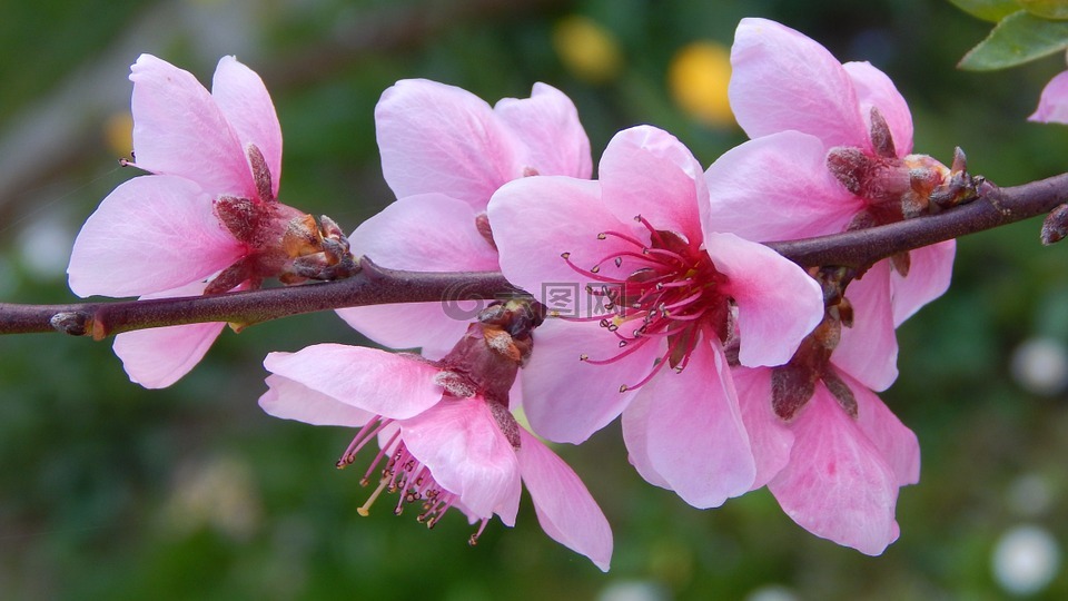 桃花开,绚丽的分支,春天