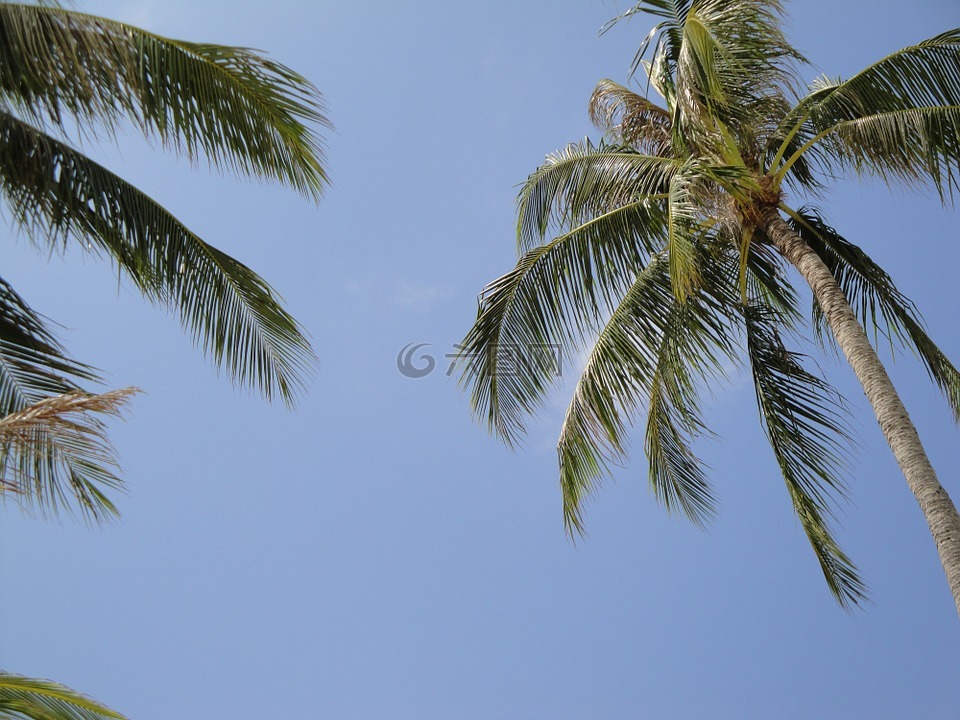 棕榈,海滩,树