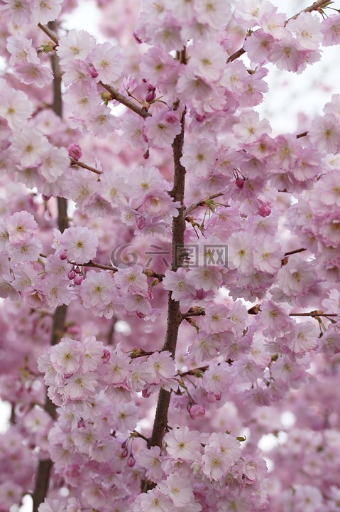 樱花,开花,春天