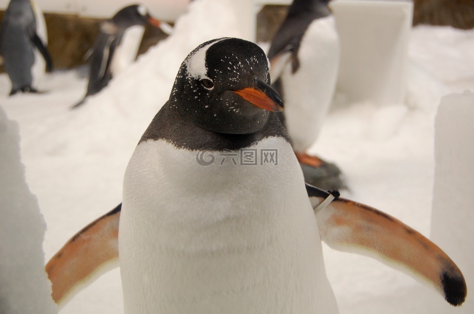 企鵝巴布亞企鵝水族館