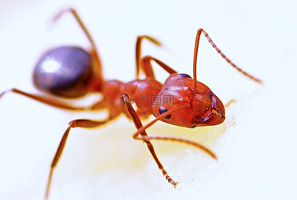蚂蚁,特写,昆虫