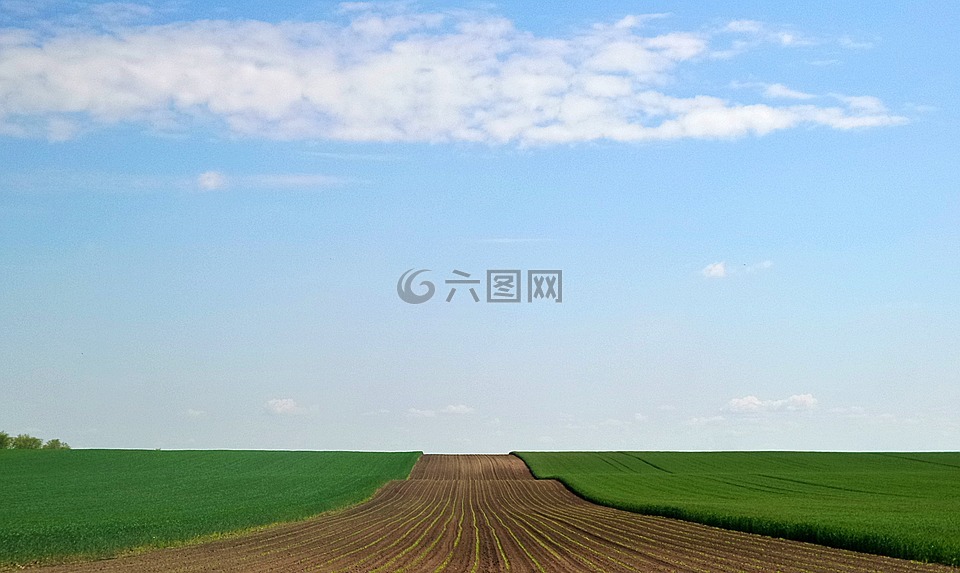 天空,播种,小麦