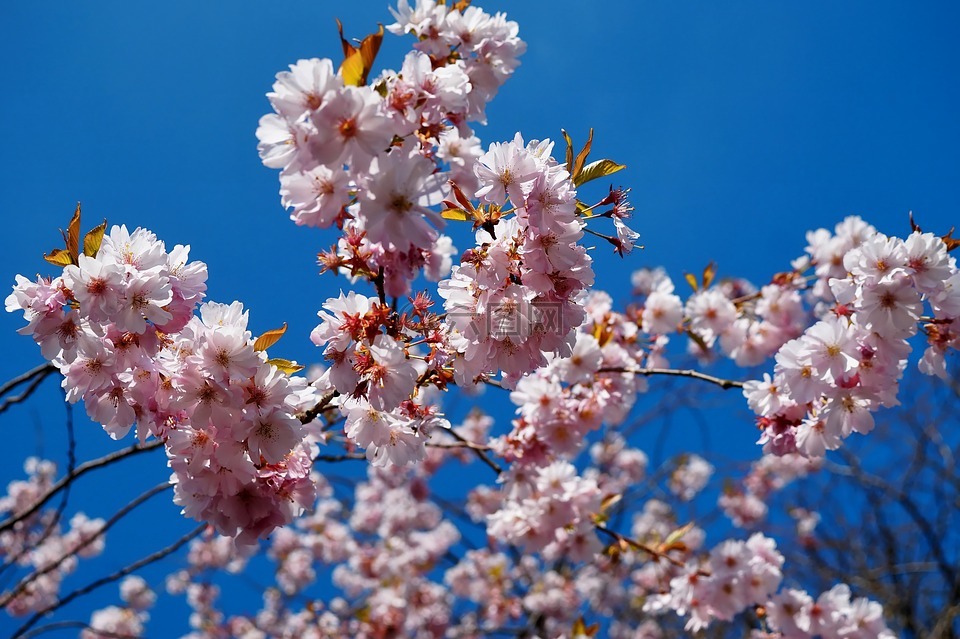 鲜花,春天,日本樱花盛开