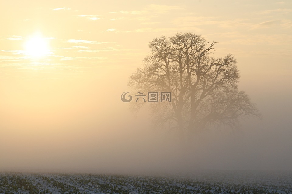 冬天,雾,太阳