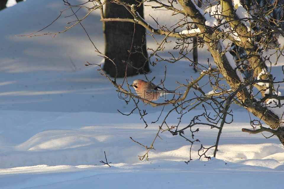 杰伊 ·,冬天,雪