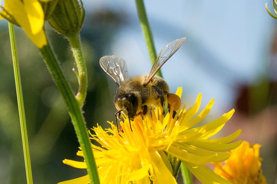 蜜蜂,收集蜂蜜,黄色