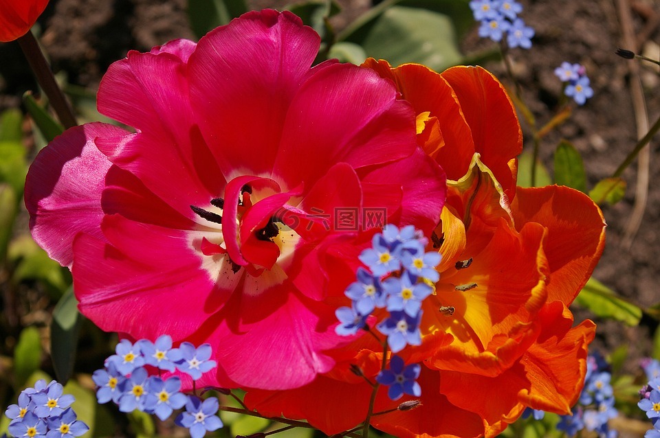 郁金香,橙色郁金香,粉红色