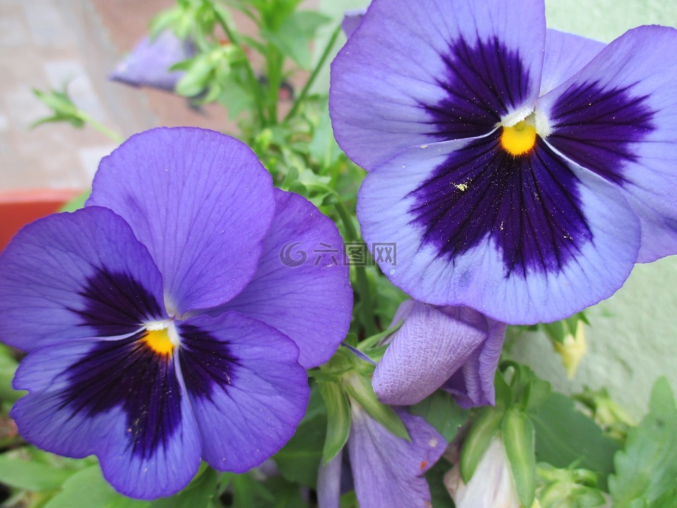 三色紫罗兰,鲜花,紫色