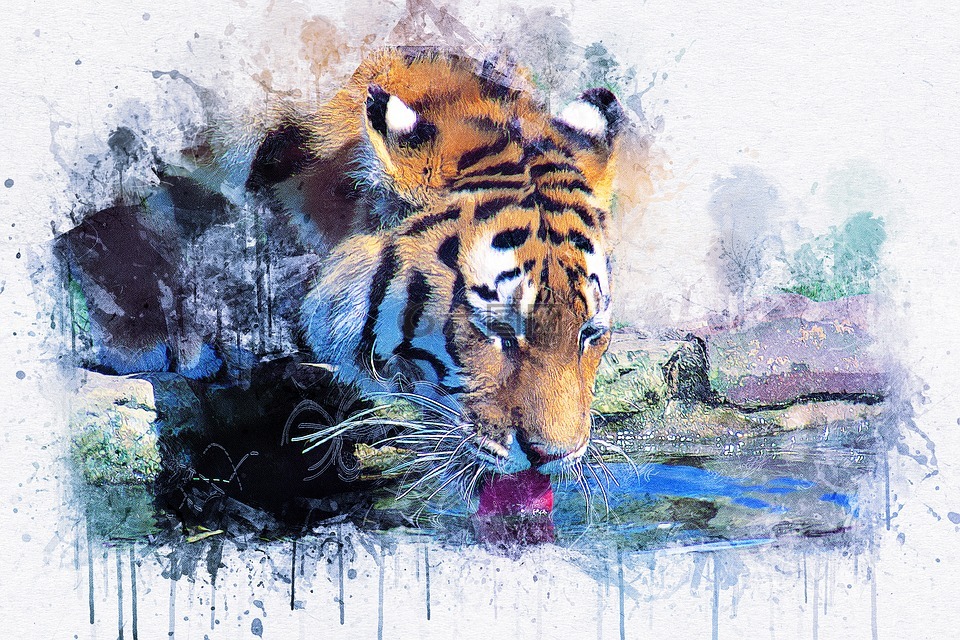 虎,喝,动物