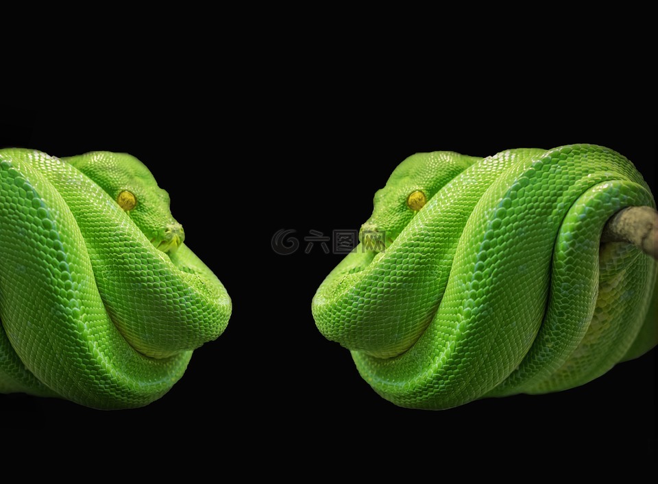python,蛇,绿树蟒