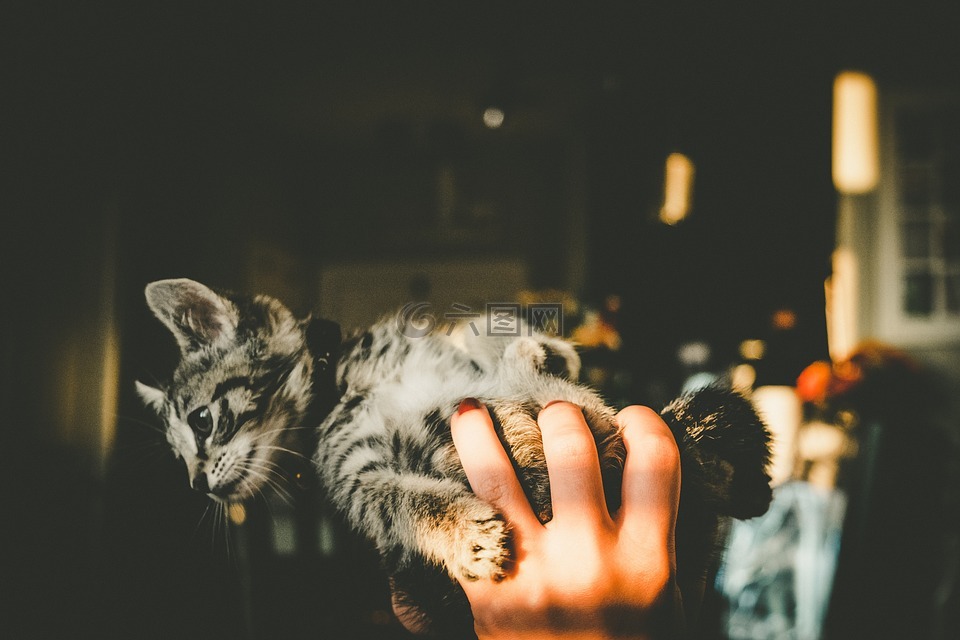 手,房子,小猫