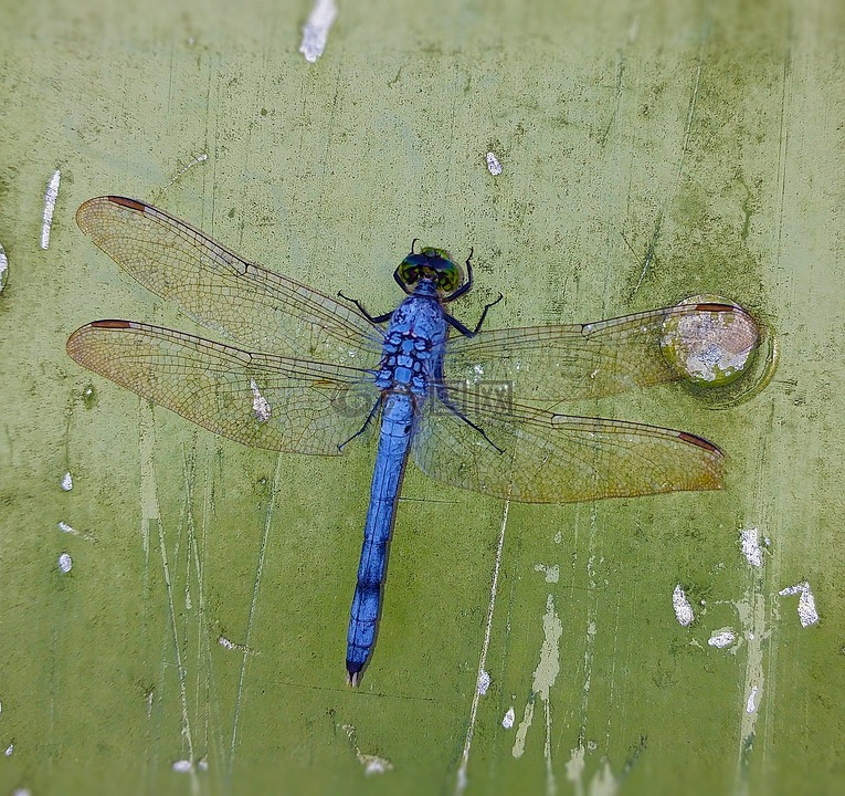 蜻蜓,蓝色,昆虫