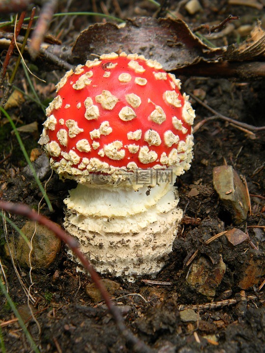 飞木耳红,森林,蘑菇