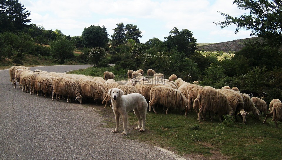 羊,狗,游牧