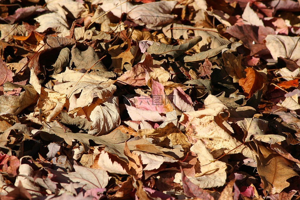 落叶,秋,森林的地面