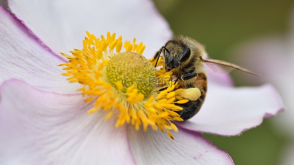 蜜蜂,花,牧草