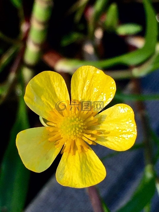 花,沼泽红假单胞菌 caltha,黄色