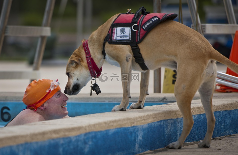 游泳者,残疾人,服务犬