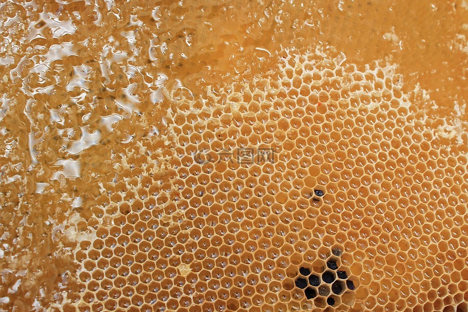 蜂窝,蜂蜜,美味