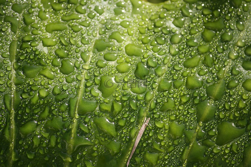 雨滴,叶,植物