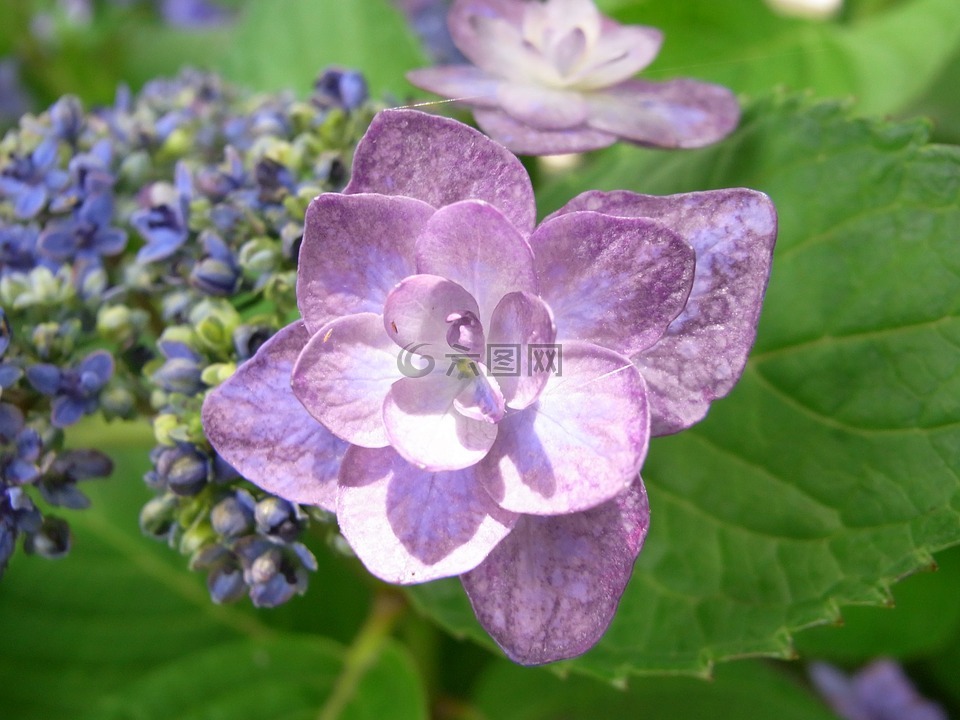 绣球花,紫色,雨季