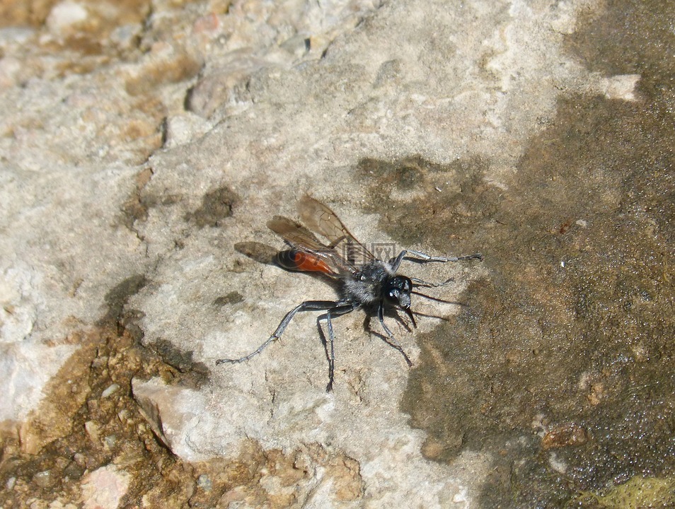 ammophila浑,黄蜂,奇怪的昆虫