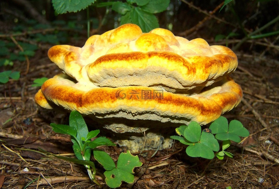 火种真菌,黄色,性质