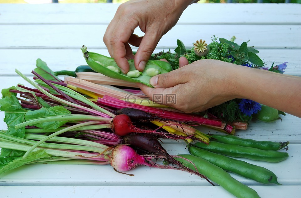 手,蔬菜,培养