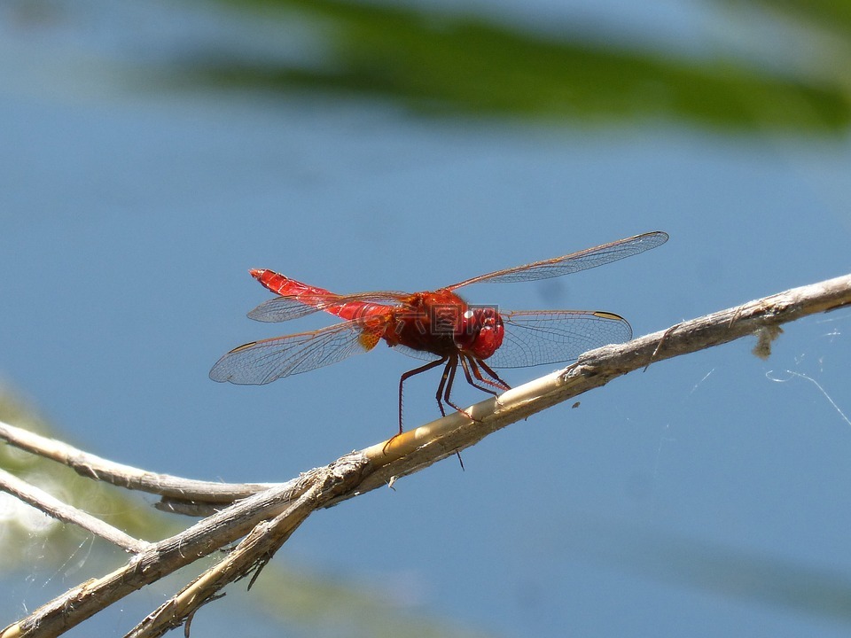 红蜻蜓,飞虫,红霉素crocothemis