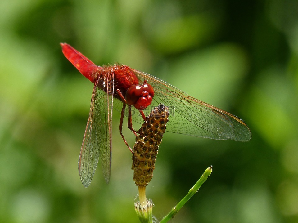 红蜻蜓,飞虫,红霉素crocothemis