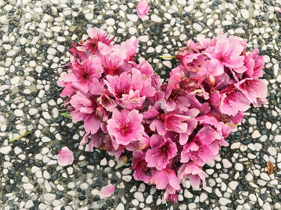 樱花,爱心,小石头