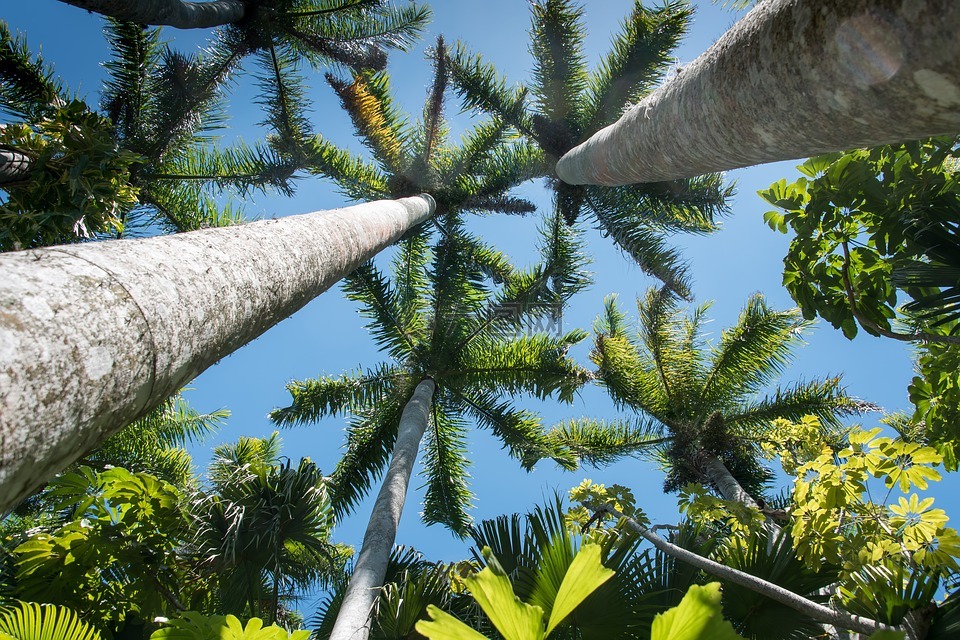 佛罗里达棕榈树阳光灿烂的日子