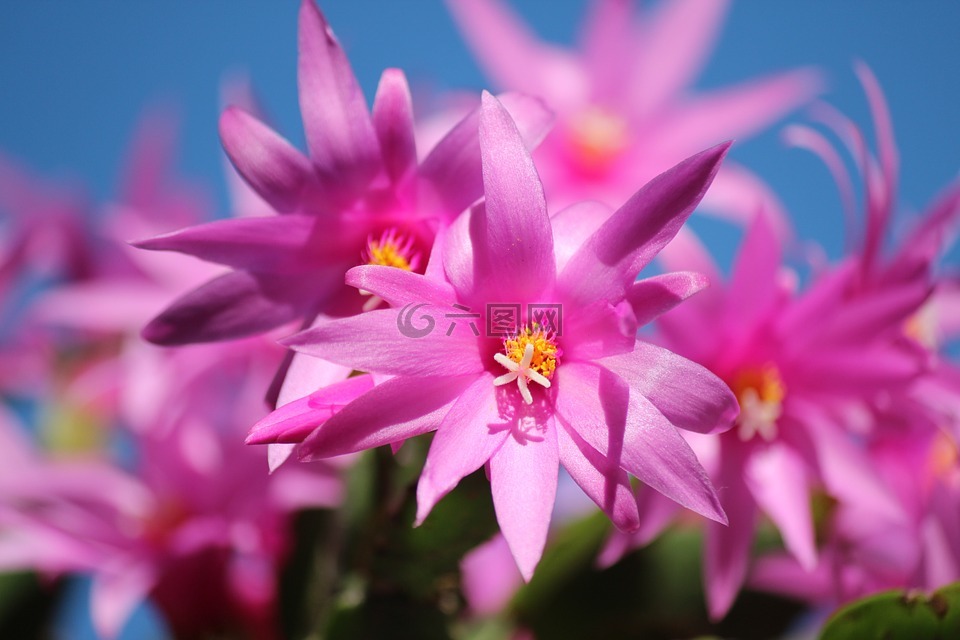 圣诞仙人掌,schlumbergera,鲜花