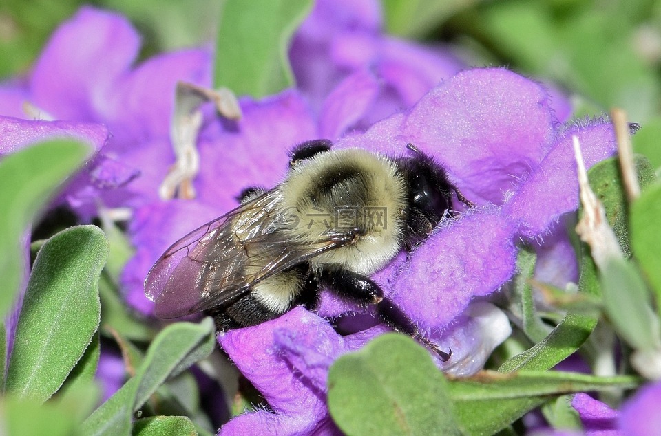蜜蜂,熊蜂,鲜花