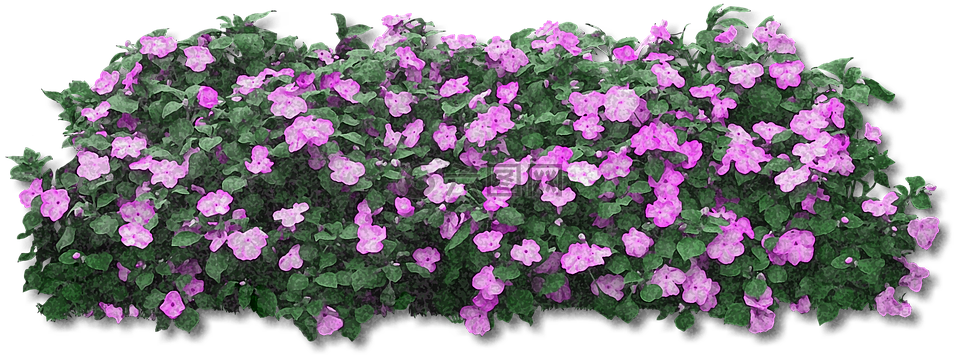 鲜花,紫色,紫色的小花