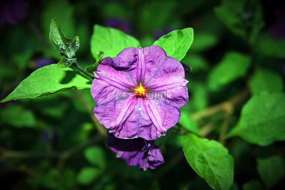 马铃薯布什花,花,马铃薯布什